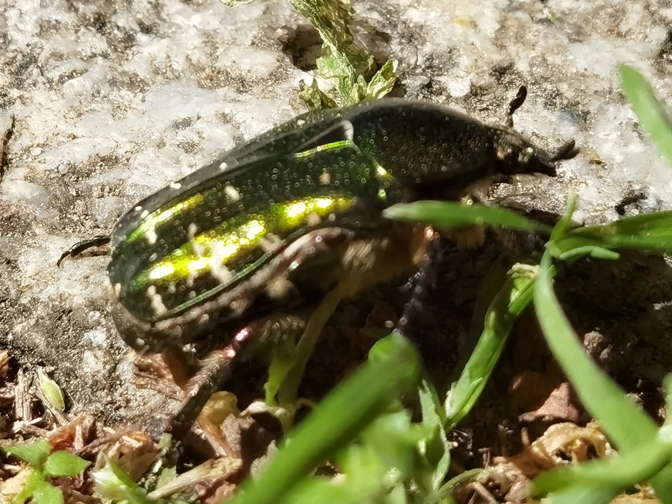 Image rezension-zu-jean-paul-sarte-die-fliegen